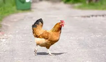 Why Did the Chicken Cross the Road? That's a Damn Good Question.